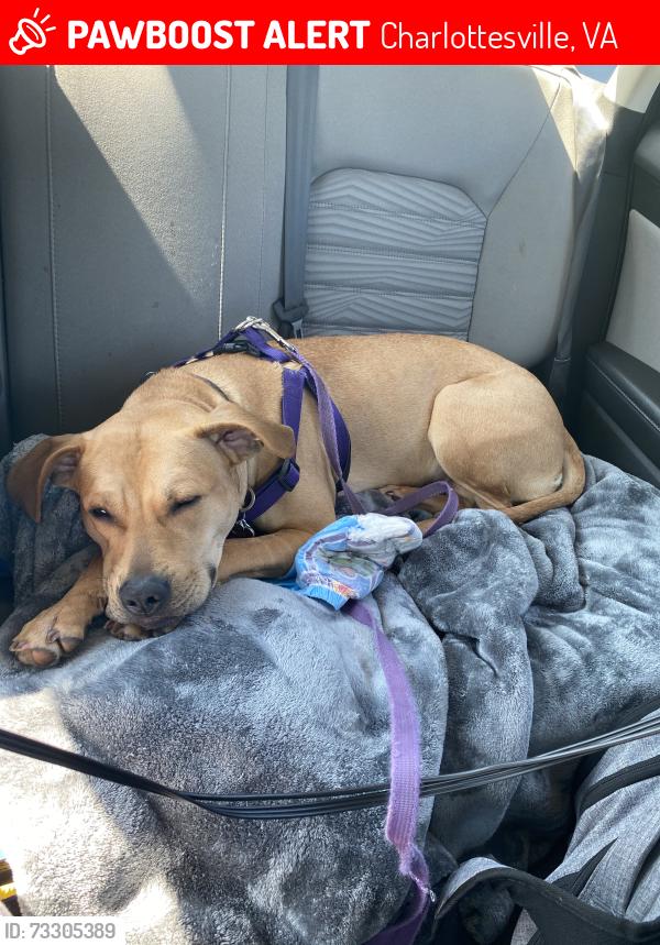 Lost Female Dog last seen West st., Charlottesville, VA 22903
