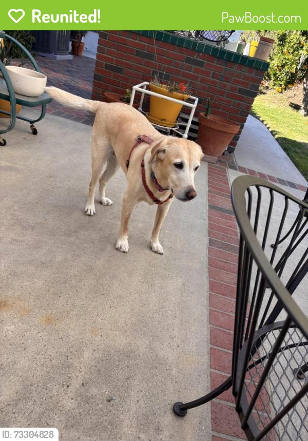 Reunited Female Dog last seen Westlake Blvd/ Bridgegate, Westlake Village, CA 91361