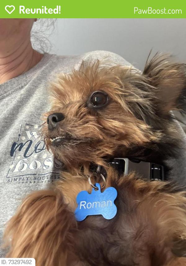 Reunited Male Dog last seen Central and Andover, Roselle, IL 60172