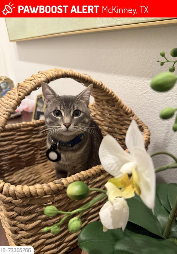 Lost Male Cat last seen Trinity falls location, McKinney, TX 75071