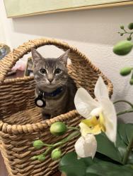 Lost Male Cat last seen Trinity falls location, McKinney, TX 75071