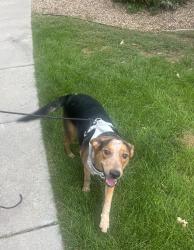 Found/Stray Male Dog last seen Palomino Park, Highlands Ranch, CO 80130