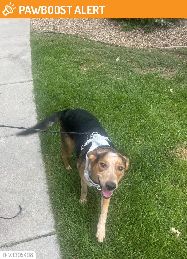 Found/Stray Male Dog last seen Palomino Park, Highlands Ranch, CO 80130