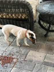 Reunited Female Dog last seen Tottenham Ct, Jacksonville, FL 32257