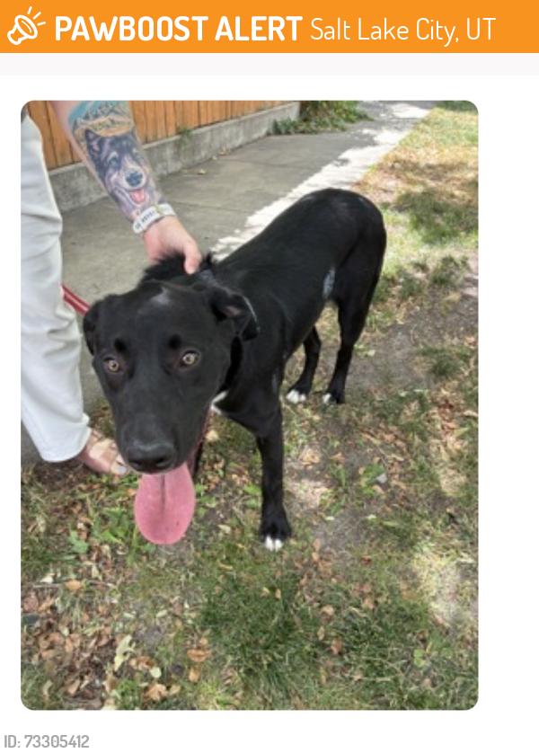 Found/Stray Male Dog last seen Near East 2100 south, Salt Lake City, UT 84105