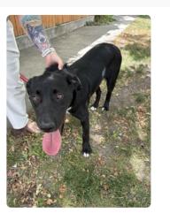 Found/Stray Male Dog last seen Near East 2100 south, Salt Lake City, UT 84105