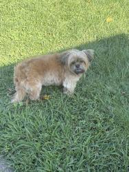 Reunited Female Dog last seen Westfields Blvd. and Braddock Ridge Dr., Centreville, VA 20120