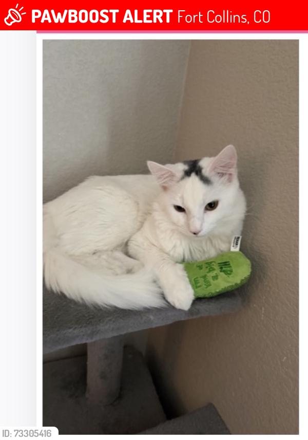 Lost Male Cat last seen Timberline, Fort Collins, CO 80528