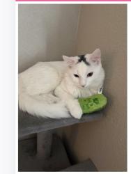 Lost Male Cat last seen Timberline, Fort Collins, CO 80528