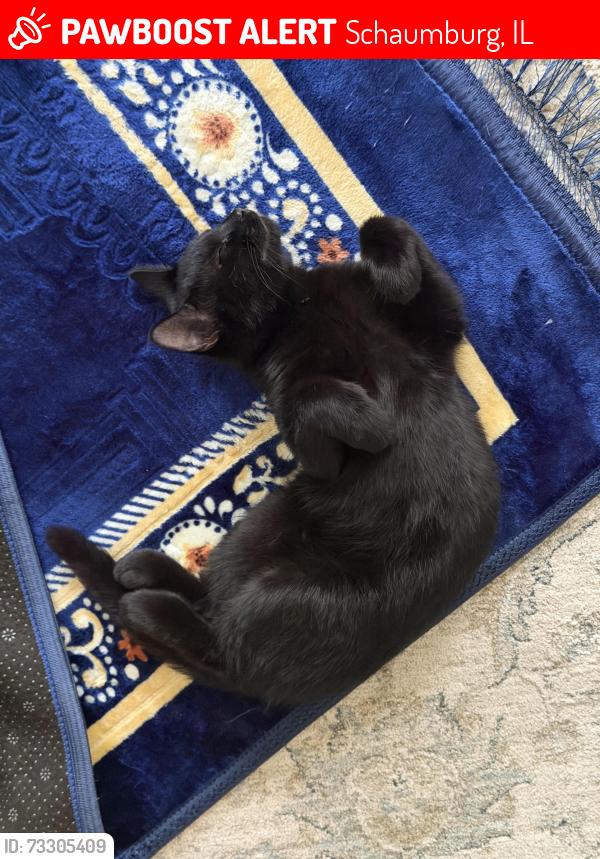 Lost Female Cat last seen Springinsguth road, Schaumburg, IL 60133