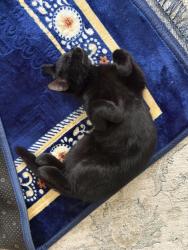 Lost Female Cat last seen Springinsguth road, Schaumburg, IL 60133