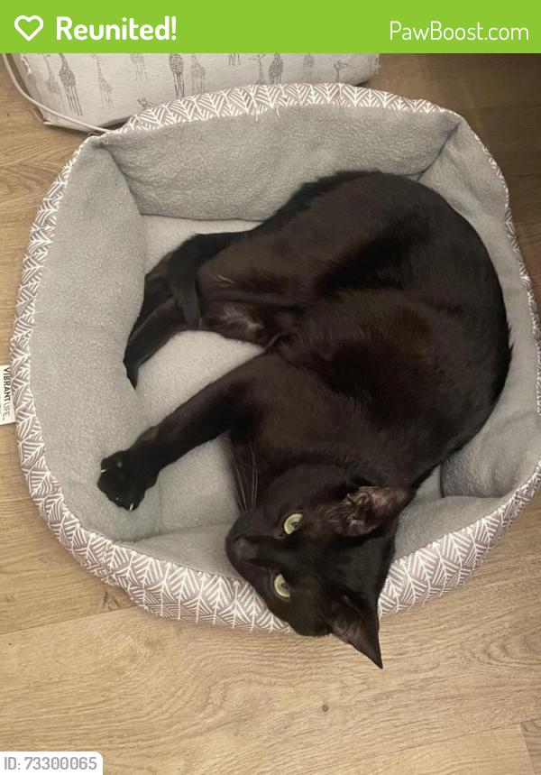 Reunited Male Cat last seen Beach St, Milford, MA. And Archer St, Milford, MA., Milford, MA 01757