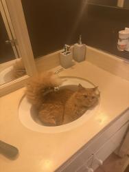 Lost Female Cat last seen Rookwood Dr / Atrium Dr, San Diego, CA 92131