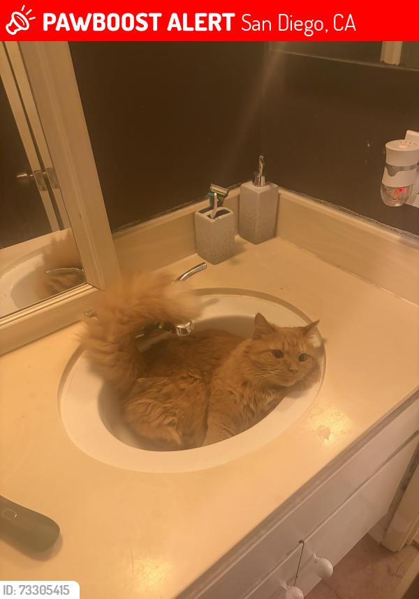 Lost Female Cat last seen Rookwood Dr / Atrium Dr, San Diego, CA 92131