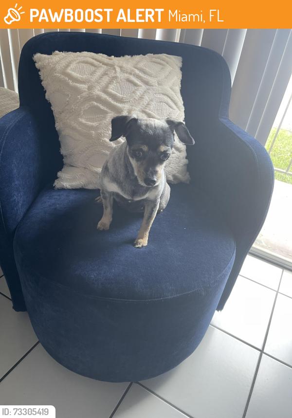 Found/Stray Female Dog last seen Near sw 13 st, Miami, FL 33174