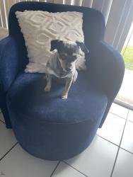 Found/Stray Female Dog last seen Near sw 13 st, Miami, FL 33174