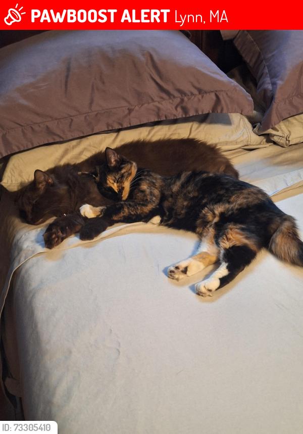 Lost Male Cat last seen Top of hill behind old union hosp, Lynn, MA 01904