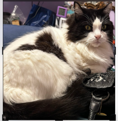 Lost Male Cat last seen Willow Ave and Jewel Drive, Forest City, FL 32714