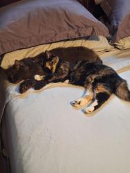 Lost Male Cat last seen Top of hill behind old union hosp, Lynn, MA 01904