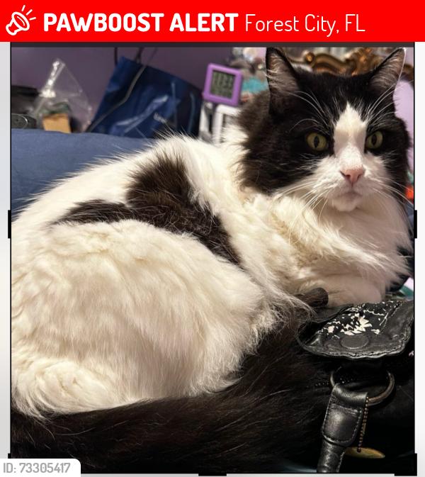 Lost Male Cat last seen Willow Ave and Jewel Drive, Forest City, FL 32714