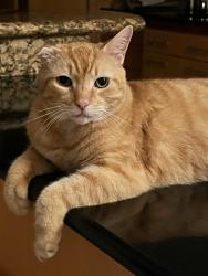 Reunited Male Cat last seen Stirling Rd & N Hills Dr, Hollywood, FL 33021