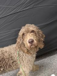 Shelter Stray Male Dog last seen Cat Fish Farm Rd, Havelock, NC, 1639 Old Airport Rd, New Bern, NC 28562, USA