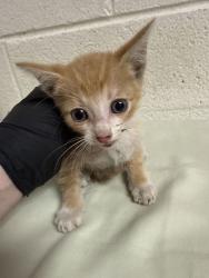 Shelter Stray Male Cat last seen Near block of Parkview Ave, Knox County GP, TN, 3201 Division St, Knoxville, TN 37919, USA