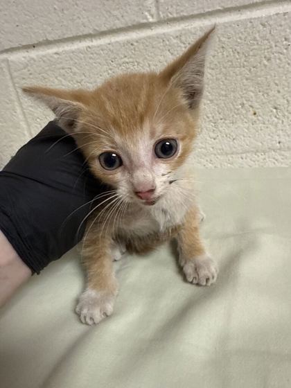 Shelter Stray Male Cat last seen Near block of Parkview Ave, Knox County GP, TN, 3201 Division St, Knoxville, TN 37919, USA