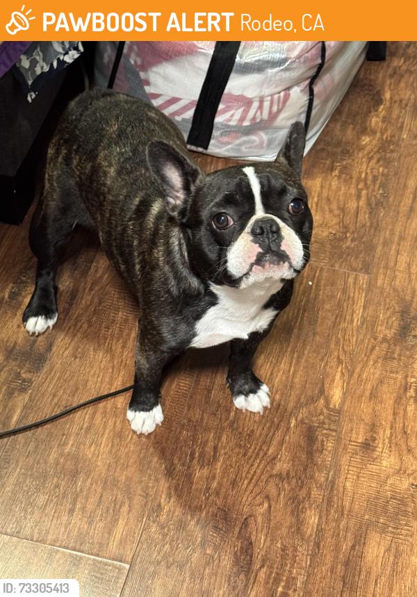 Found/Stray Female Dog last seen Pinole Ave, Rodeo, CA 94572