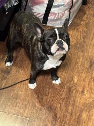 Found/Stray Female Dog last seen Pinole Ave, Rodeo, CA 94572