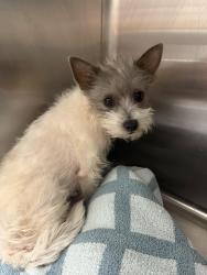 Lost Female Dog last seen Gaston and Haskell, Dallas, TX 75246