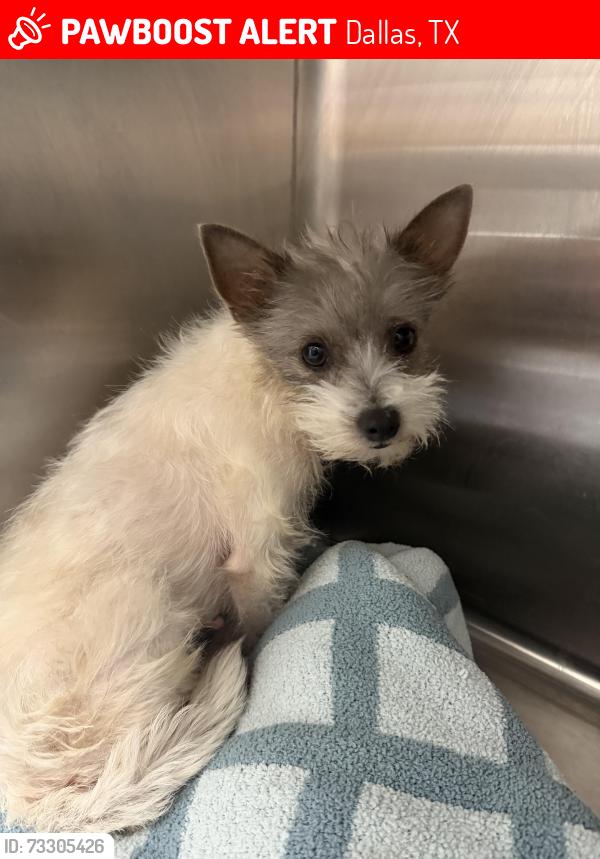 Lost Female Dog last seen Gaston and Haskell, Dallas, TX 75246