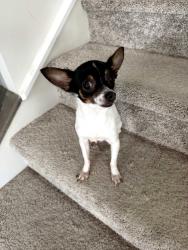 Reunited Unknown Dog last seen Mt Holly-Huntersville Rd, Charlotte, NC 28216