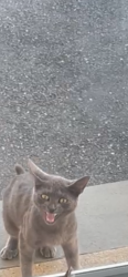 Lost Unknown Cat last seen Valley rd Clifton and brookhill terrace, Clifton, NJ 07013