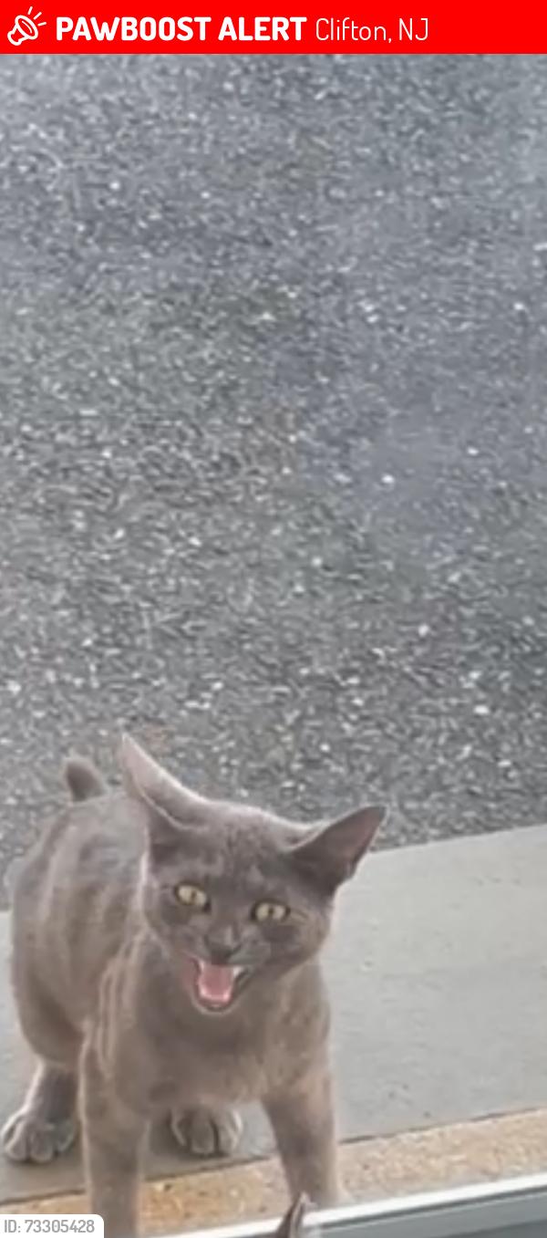 Lost Unknown Cat last seen Valley rd Clifton and brookhill terrace, Clifton, NJ 07013