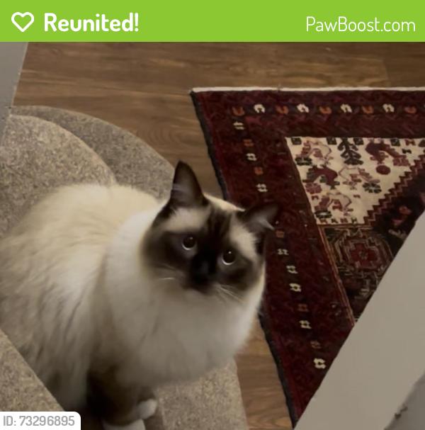 Reunited Male Cat last seen Maidstone road chatham, Medway, England 