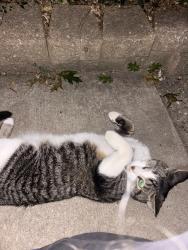 Found/Stray Unknown Cat last seen Woodwardside a few blocks from Jane Addams elementary, Royal Oak, MI 48073