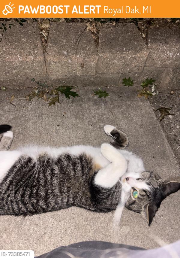 Found/Stray Unknown Cat last seen Woodwardside a few blocks from Jane Addams elementary, Royal Oak, MI 48073