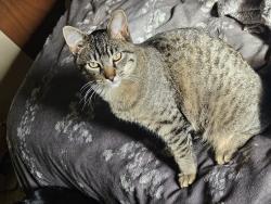 Lost Male Cat last seen Wilson & 43rd Buckhorn village, Loveland, CO 80538