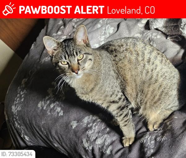 Lost Male Cat last seen Wilson & 43rd Buckhorn village, Loveland, CO 80538