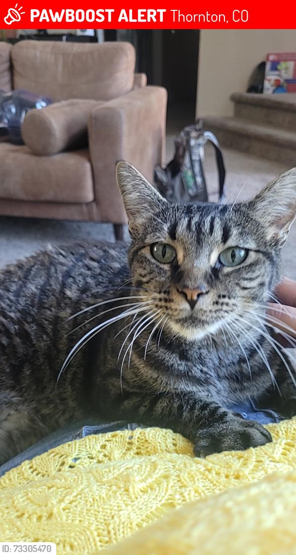 Lost Female Cat last seen 120th Ave and Holly St., Thornton, CO 80241