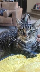 Lost Female Cat last seen 120th Ave and Holly St., Thornton, CO 80241