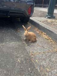 Found/Stray Unknown Rabbit last seen San Miguel elementary school, Sunnyvale, CA 94085