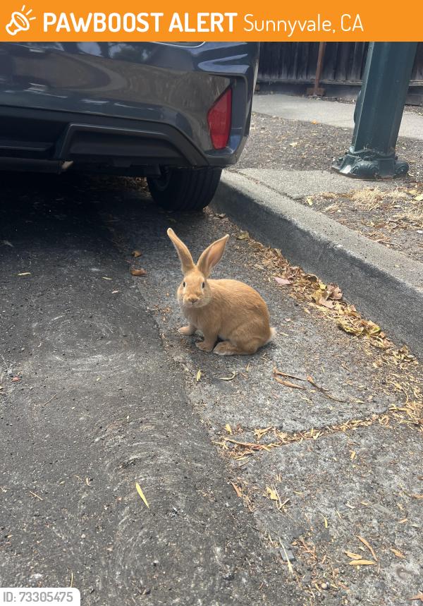 Found/Stray Unknown Rabbit last seen San Miguel elementary school, Sunnyvale, CA 94085