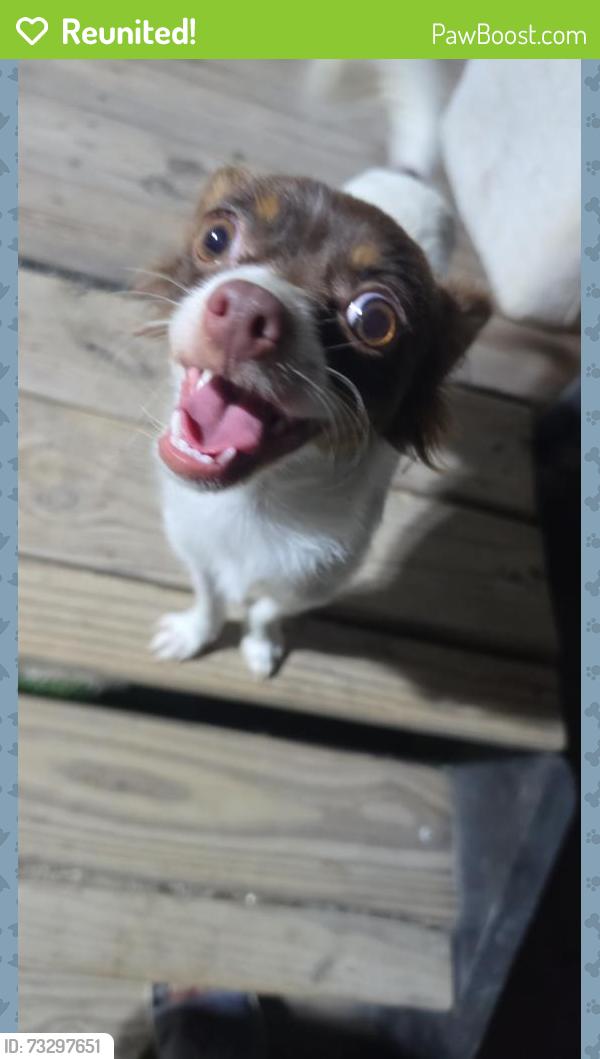 Reunited Male Dog last seen Milledgeville rd, Augusta, GA 30906