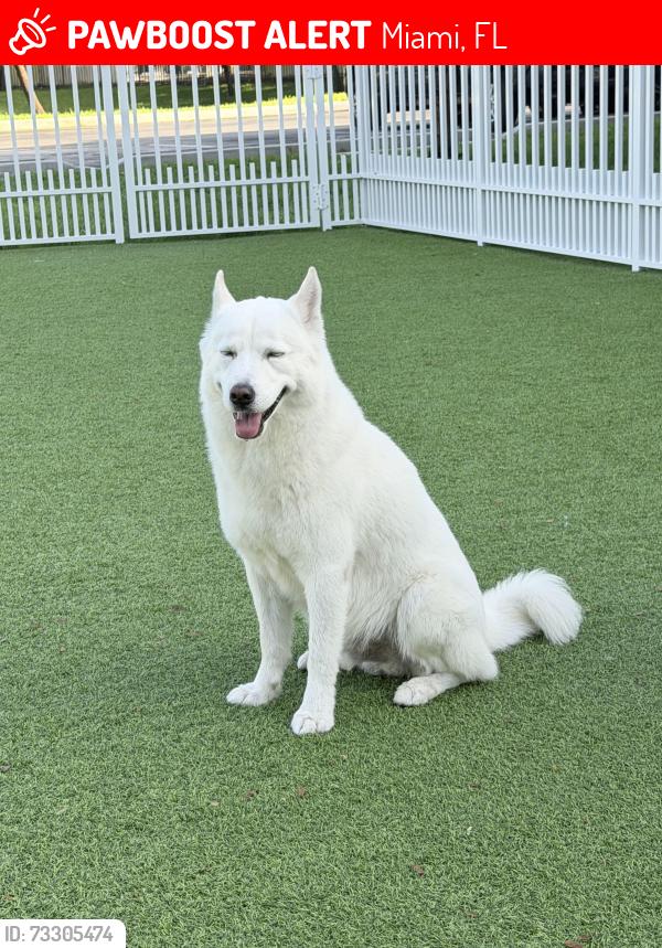 Lost Male Dog last seen Near sw 162 path, Miami, FL 33193