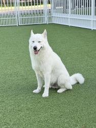 Lost Male Dog last seen Near sw 162 path, Miami, FL 33193