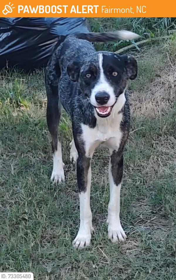 Found/Stray Female Dog last seen Gaddy and ward store, Fairmont, NC 28340