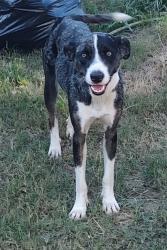 Found/Stray Female Dog last seen Gaddy and ward store, Fairmont, NC 28340