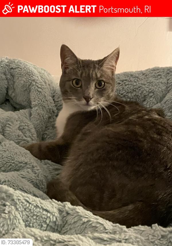 Lost Female Cat last seen Pine Street, Portsmouth, RI 02871